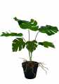 GD3470_MONSTERA_DZIURAWA_S_2.jpg