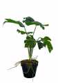 GD3470_MONSTERA_DZIURAWA_S_3.jpg