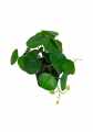 GD3472_PILEA_A.jpg