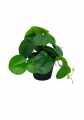 GD3472_PILEA_B.jpg