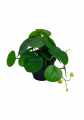 GD3472_PILEA_C.jpg