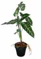 GD3473_ALOKAZJA_AMAZONICA_M_1.jpg