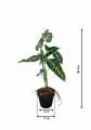 GD3473_ALOKAZJA_AMAZONICA_M_WYMIARY.jpg