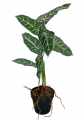 GD3473_ALOKAZJA_AMAZONICA_M_3.jpg