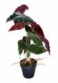 GD3480_BEGONIA_ROSIE_M_1.jpg