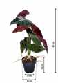 GD3480_BEGONIA_ROSIE_M_WYMIARY.jpg