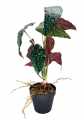 GD3480_BEGONIA_ROSIE_M_2.jpg