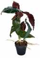 GD3480_BEGONIA_ROSIE_M_4.jpg