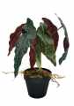 GD3480A_BEGONIA_ROSIE_S_1.jpg