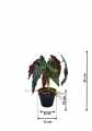 GD3480A_BEGONIA_ROSIE_S_WYMIARY.jpg