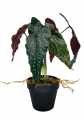 GD3480A_BEGONIA_ROSIE_S_2.jpg