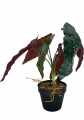 GD3480A_BEGONIA_ROSIE_S_3.jpg