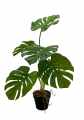 GD3490_MONSTERA_A.jpg