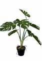 GD3490_MONSTERA_B.jpg