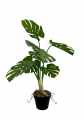 GD3490_MONSTERA_C.jpg