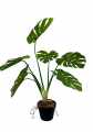 GD3490_MONSTERA_D.jpg