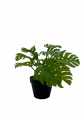 GD3492_MONSTERA_A.jpg