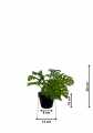 GD3492_MONSTERA_WYMIARY.jpg