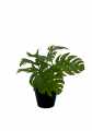 GD3492_MONSTERA_B.jpg