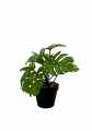 GD3492_MONSTERA_C.jpg