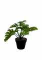 GD3492_MONSTERA_D.jpg