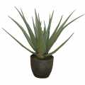 GD4013_ALOES_69cm.jpg