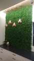 BUXUS_GD236_6.jpg