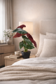 Wizualizacja Begonia Rosie 47 2.png