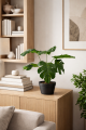 Wizualizacja Monstera Dziurawa 43 2.png
