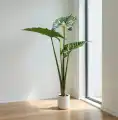 ALOKAZJA_WIZUALIZACJA