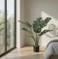 MONSTERA_WIZ2