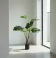 WIZUALIZACJA_MONSTERA2