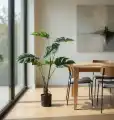WIZUALIZACJA_MONSTERA3