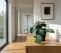PILEA_WIZUALIZACJA