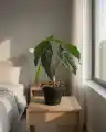 BEGONIA_WIZUALIZACJA2
