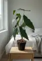 BEGONIA_WIZUALIZACJA2
