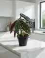 BEGONIA_WIZUALIZACJA