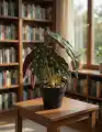 BEGONIA_WIZUALIZACJA2