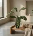 SPATIFILIUM_WIZUALIZACJA2