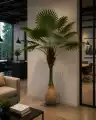 GD4231_PALMA_DYPSIS_250cm_WIZUALIZACJA