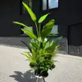 GD731_JUNGLE_BREEZE_REALIZACJA.png