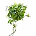 DG 5164_GREEN DESIGNERS_SKLEP_Dekoracyjna kula roślinna Moss Ball 45 cm.jpg