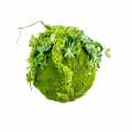 DG 5167_GREEN DESIGNERS_SKLEP_Kokedama z mchu Moss Ball 35 cm.jpg