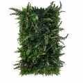 GD112_RAINFOREST_50X100.jpg