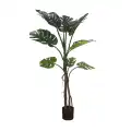 GD4154_MONSTERA_180cm.jpg