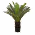 GD4072_CYCAS_85cm.jpg