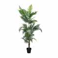 GD4192_PALMA_LUTESCENS_180cm.jpg