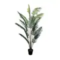 GD4194_PALMA_LUTESCENS_200cm.jpg