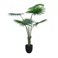 GD4301_WASHINGTONIA_ROBUSTA_140cm.jpg