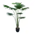 GD4304_WASHINGTONIA_ROBUSTA_200cm.jpg
